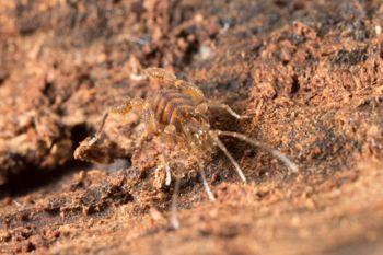 Media type: image;   Invertebrate Zoology 151595